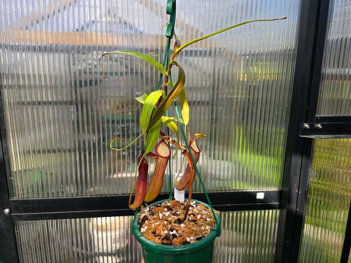 Nepenthes 'Rebecca Soper' - Highland Tropical Pitcher Plant
