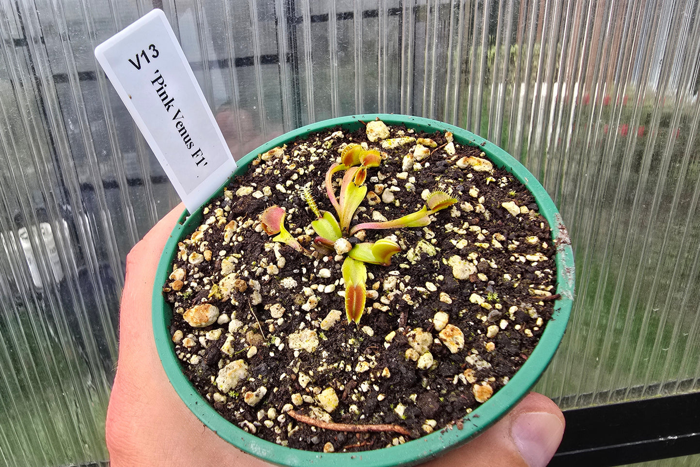Dionaea muscipula 'Pink Venus' F1 - Venus Fly Trap