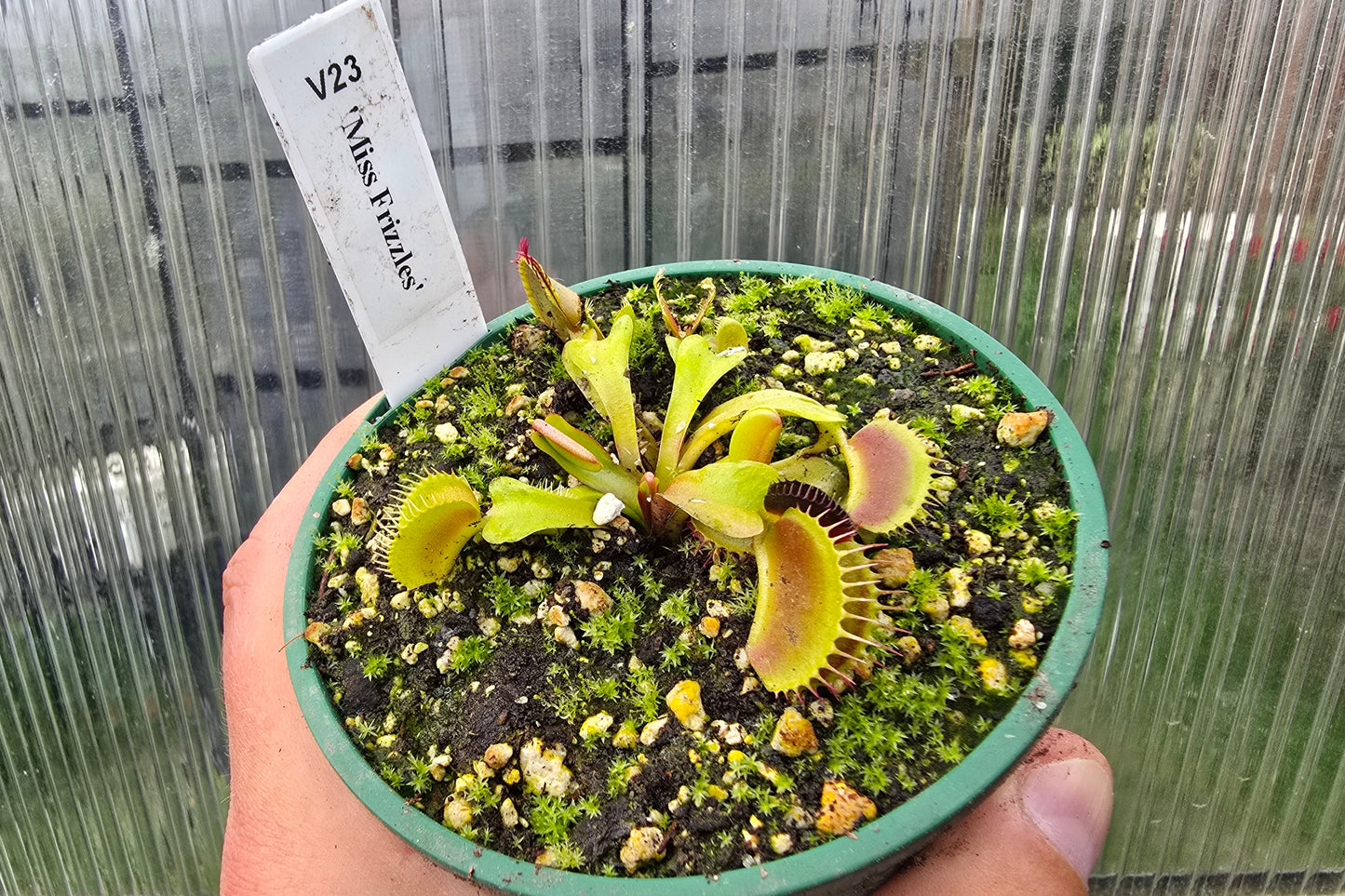 Dionaea muscipula 'Miss Frizzles' - Venus Fly Trap