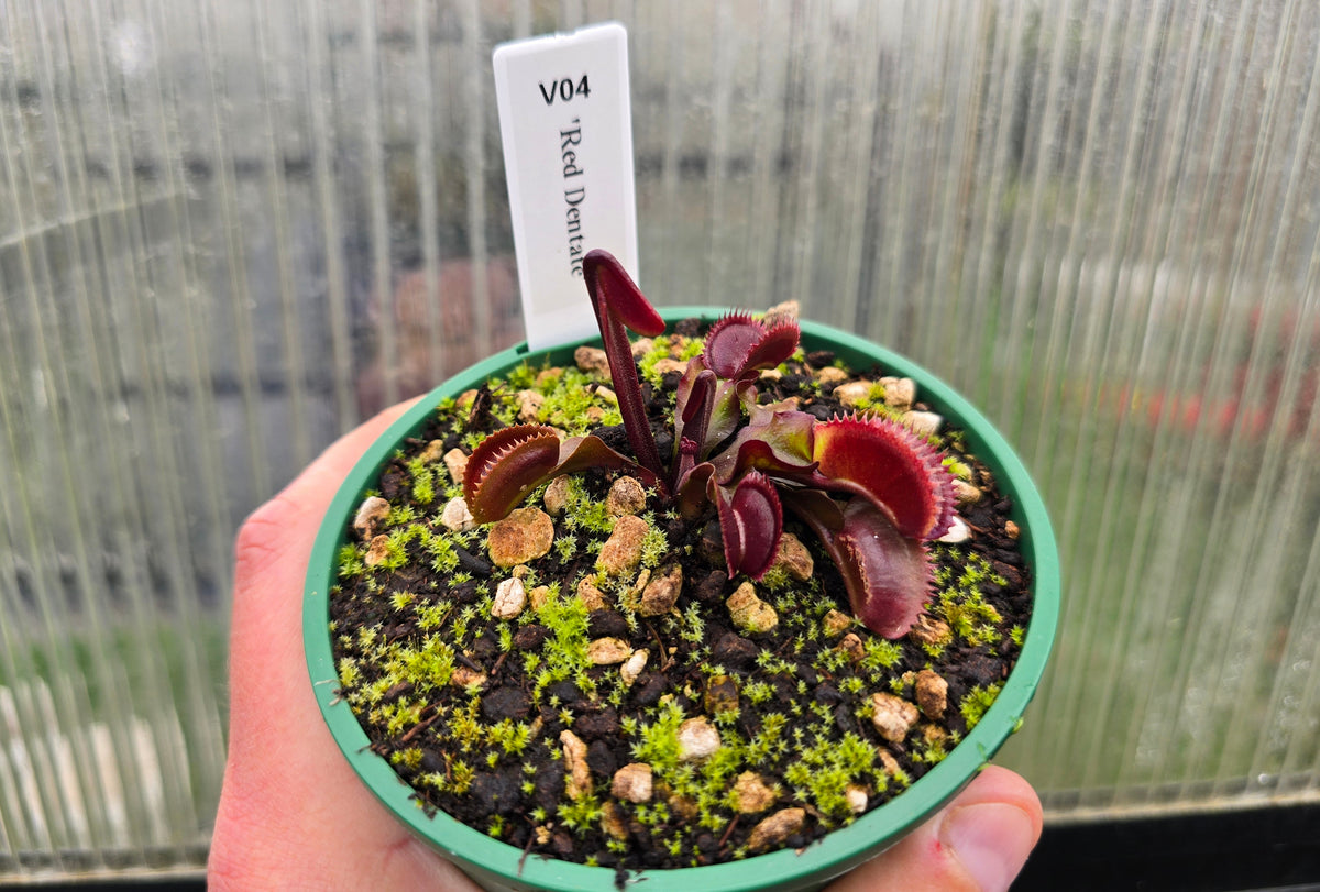 Dionaea muscipula 'Red Dentate' - Venus Fly Trap