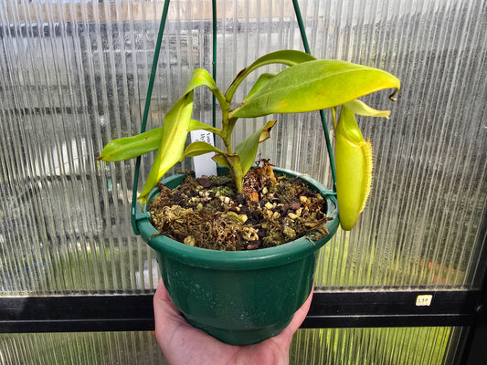 Nepenthes Veitchii Hybrid (Female) - Intermediate Tropical Pitcher Plant
