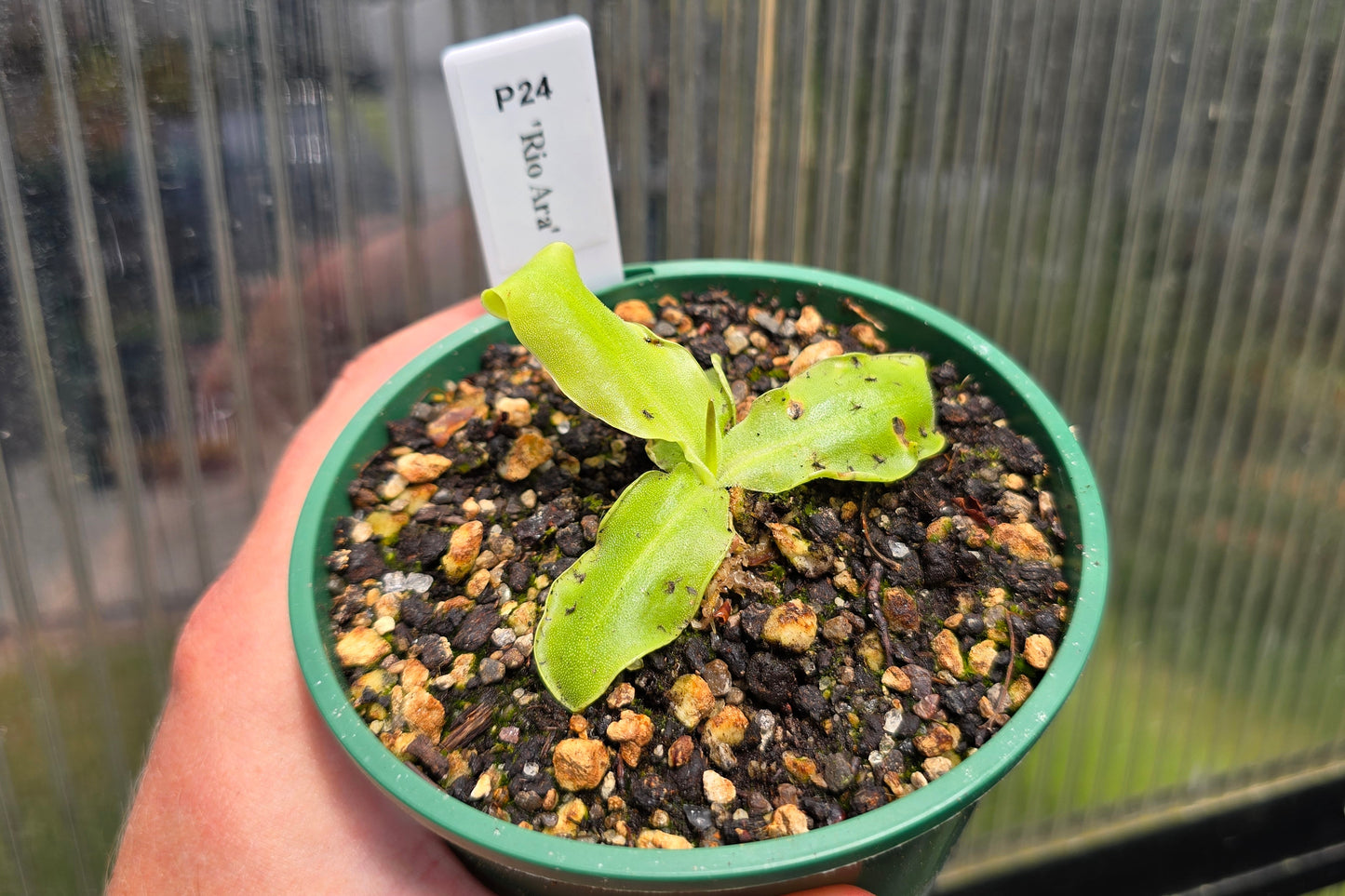 Pinguicula 'Rio Ara' - Cold Temperate Butterwort