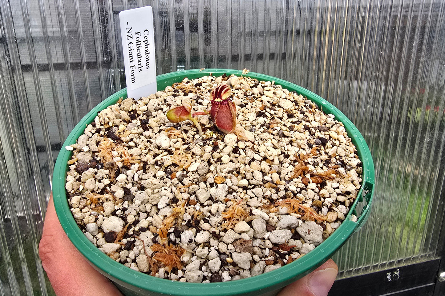 Cephalotus follicularis 'NZ Giant Form' - Australian Pitcher Plant