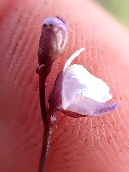 Utricularia deliculata (Chatham Island, NZ) - Terrestrial Bladderwort