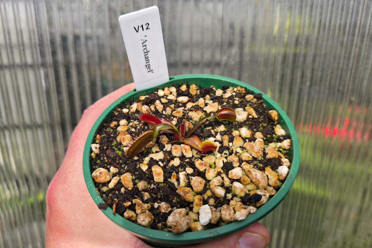Dionaea muscipula 'Archangel' - Venus Fly Trap