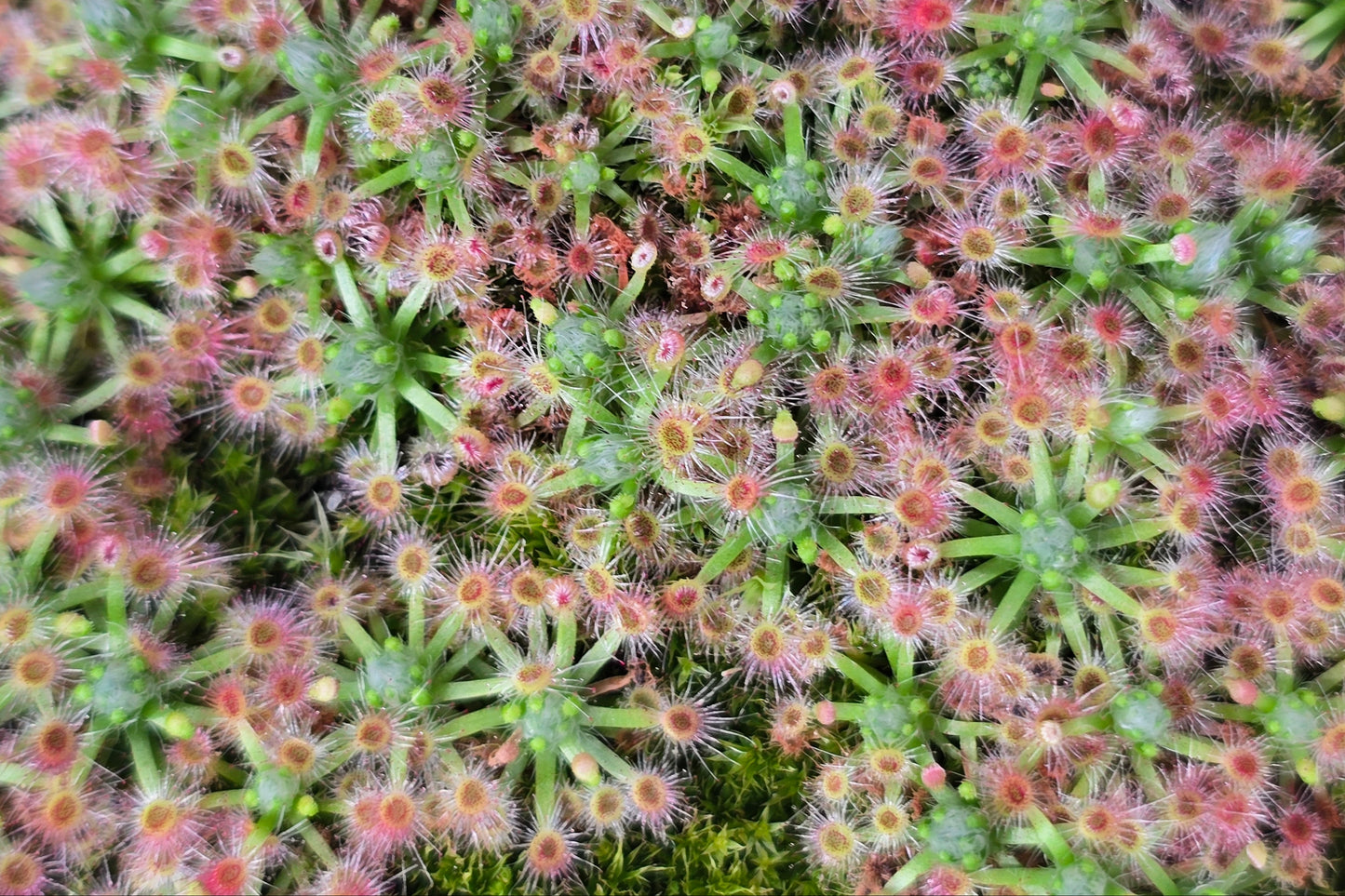 Drosera closterostigma - Pygmy Sundew