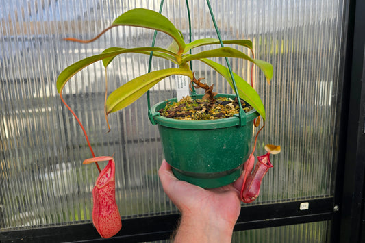 Nepenthes spectabilis x (spathulata x ventricosa) - Highland Tropical Pitcher Plant
