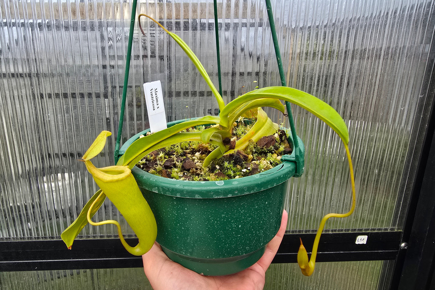 Nepenthes maxima x ventricosa - Highland Tropical Pitcher Plant
