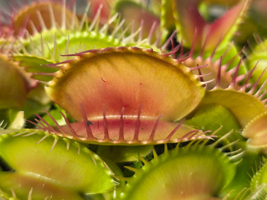 Dionaea muscipula 'SD Kronos' - Venus Fly Trap