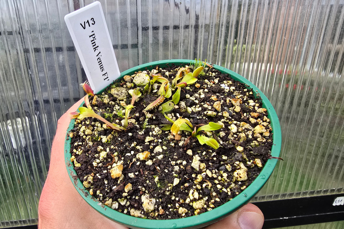 Dionaea muscipula 'Pink Venus' F1 - Venus Fly Trap