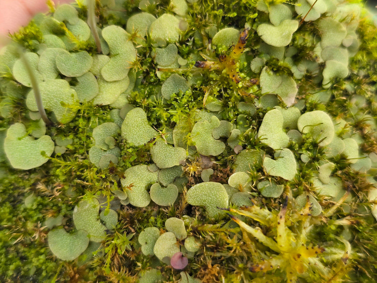Utricularia nephrophylla - Tropical Bladderwort