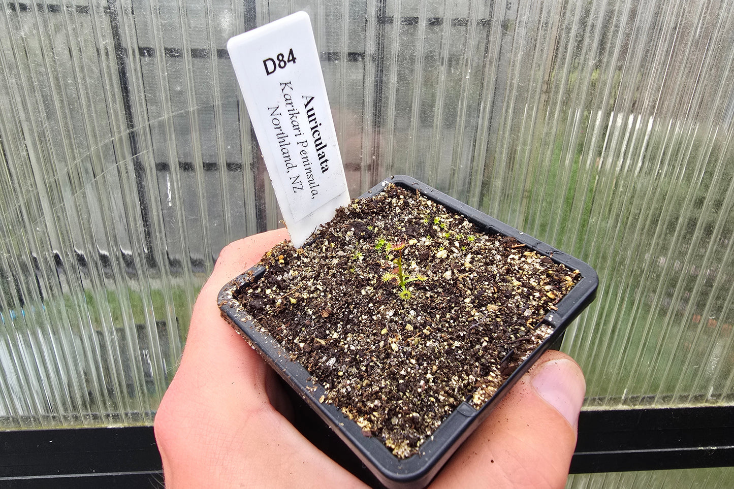 Drosera auriculata (Karikari Peninsula, Northland, NZ) - Tuberous Sundew