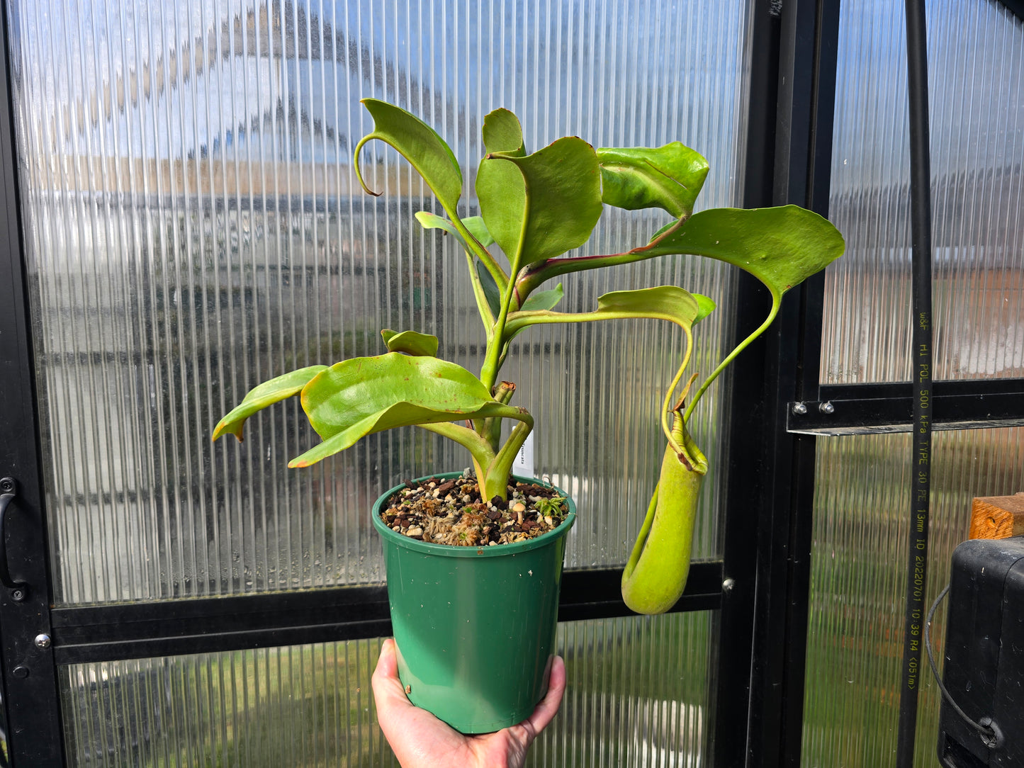 Nepenthes truncata - Intermediate Tropical Pitcher Plant
