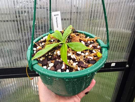 Nepenthes surigaoensis - Lowland Tropical Pitcher Plant