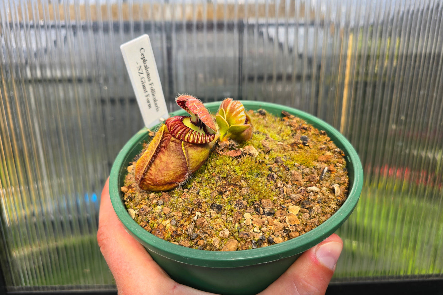 Cephalotus follicularis 'NZ Giant Form' - Australian Pitcher Plant