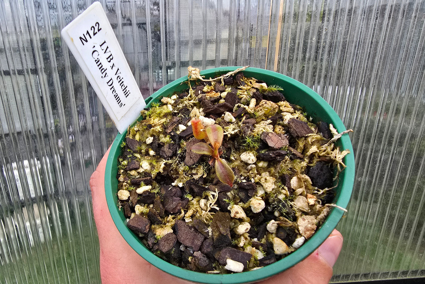Nepenthes lvb x veitchii 'Candy Dreams' - Intermediate Tropical Pitcher Plant
