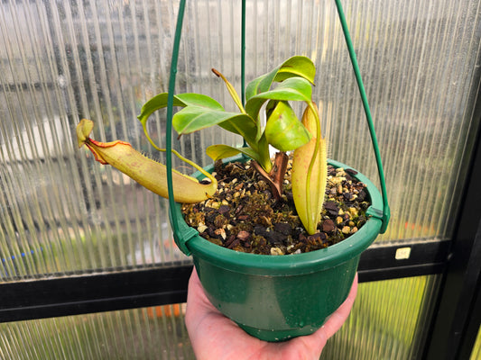 Nepenthes Veitchii Hybrid (Male) - Intermediate Tropical Pitcher Plant