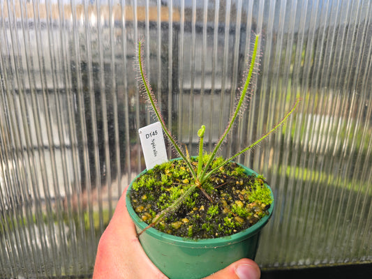 Drosera spiralis - Tropical Sundew