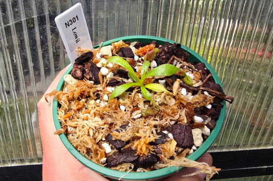 Nepenthes lowii - Highland Tropical Low's Pitcher Plant