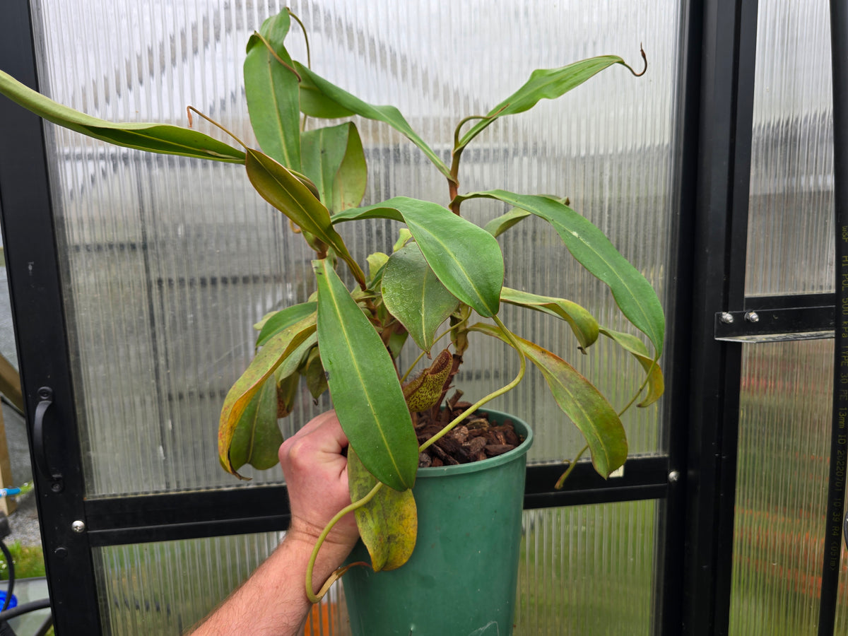 Nepenthes spathulata x spectabilis (Female) - Highland Tropical Pitcher Plant