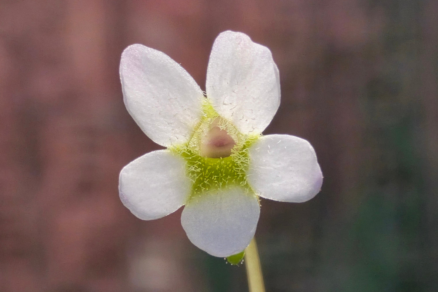Pinguicula accuminata - Mexican Butterwort