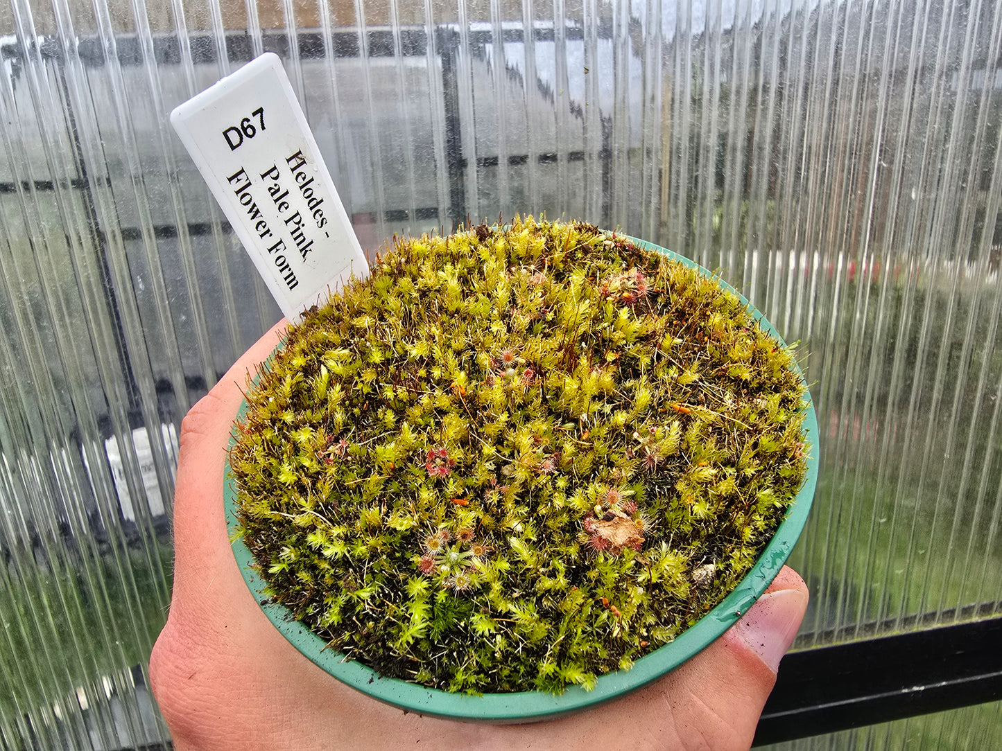 Drosera helodes - Pygmy Sundew