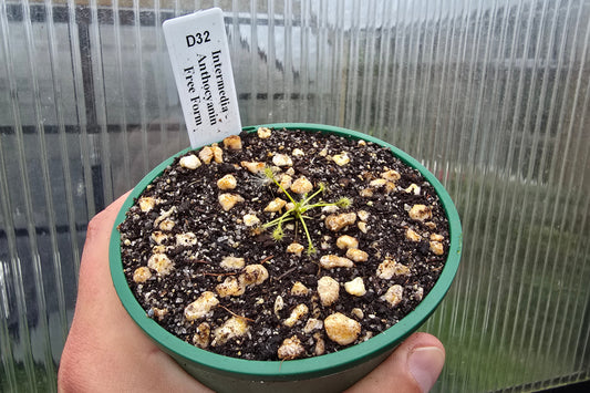 Drosera intermedia - Anthocyanin Free Form - The Oblong-leaved Sundew