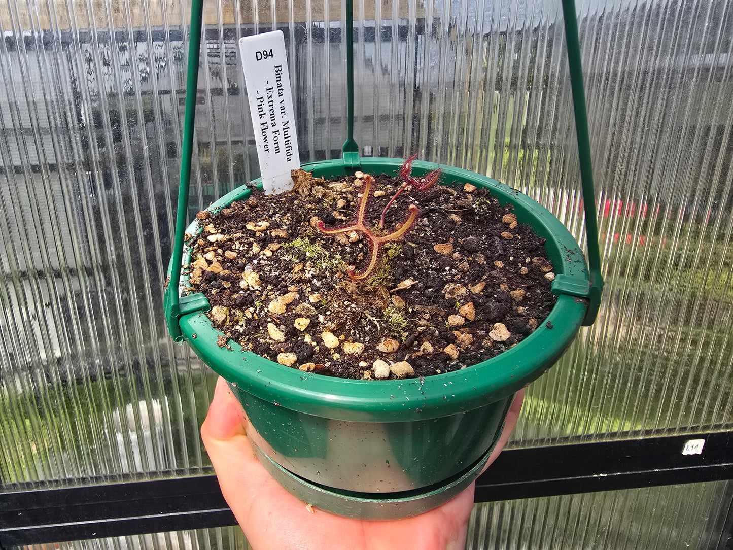 Drosera binata var. multifida "Extrema - Pink Flower Form" - Staghorn Sundew