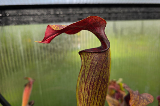 SEED - Sarracenia alata var. rubrioperculata - American Pitcher Plant - 10+ Per Packet
