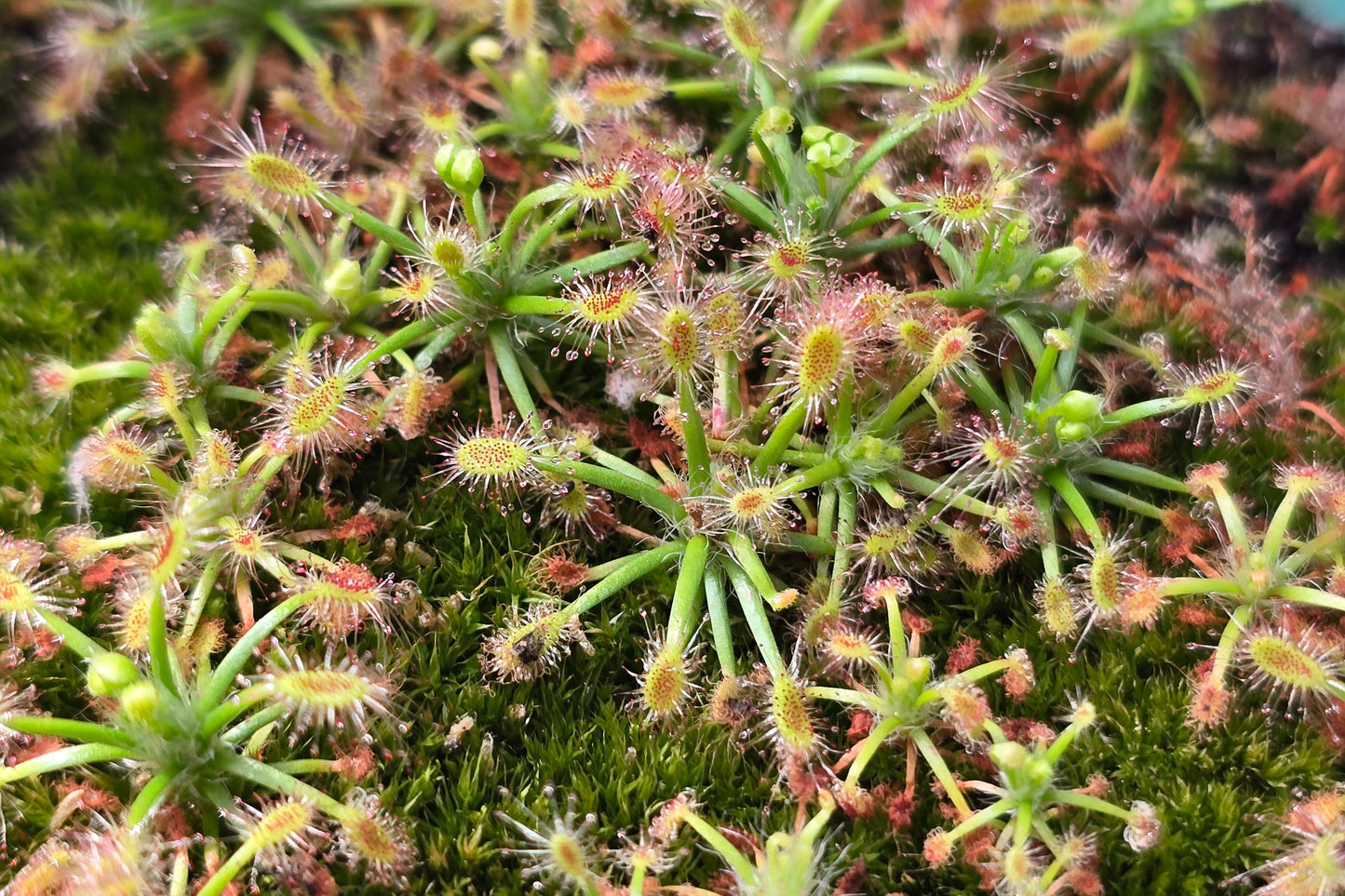 Drosera stelliflora - Pygmy Sundew