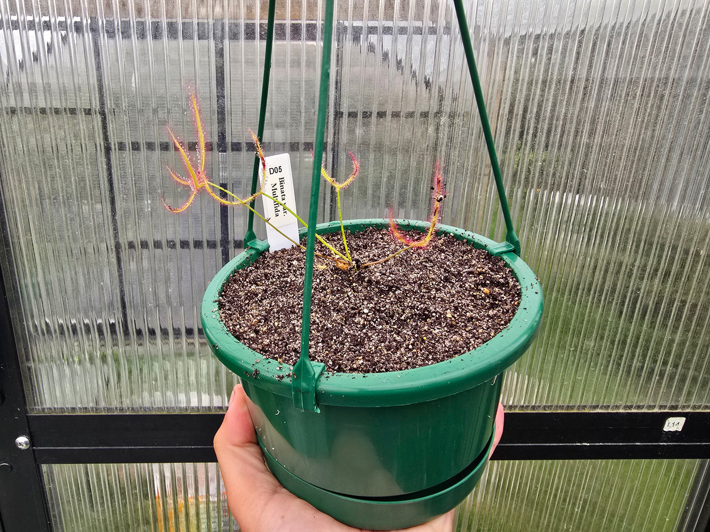 Drosera binata var. multifida - Giant Forked Sundew
