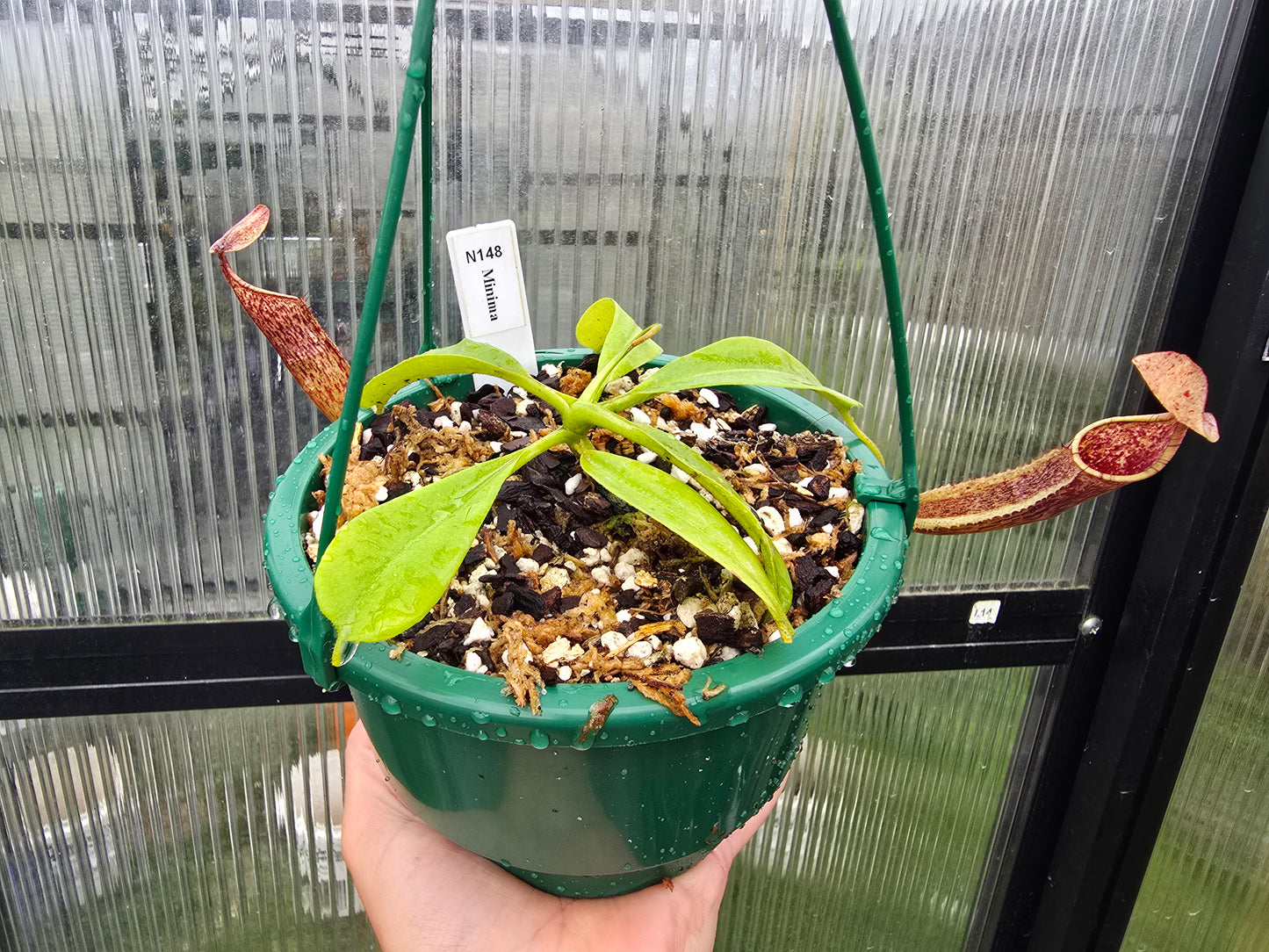 Nepenthes minima - Lowland Tropical Pitcher Plant