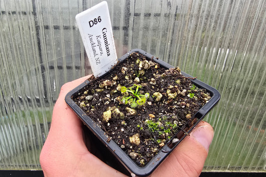 Drosera gunniana (Kaipara, Auckland, NZ) - Tuberous Sundew