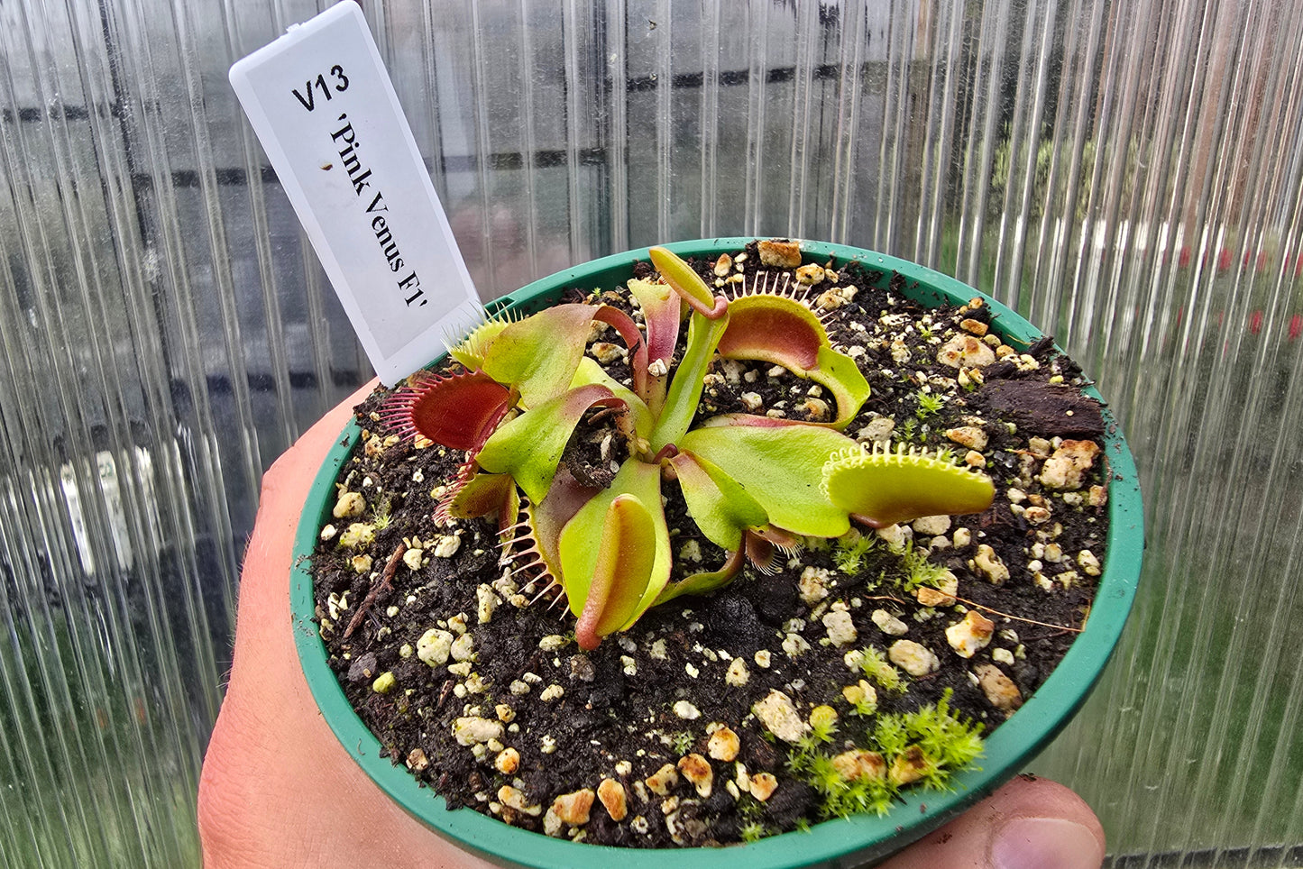 Dionaea muscipula 'Pink Venus' F1 - Venus Fly Trap