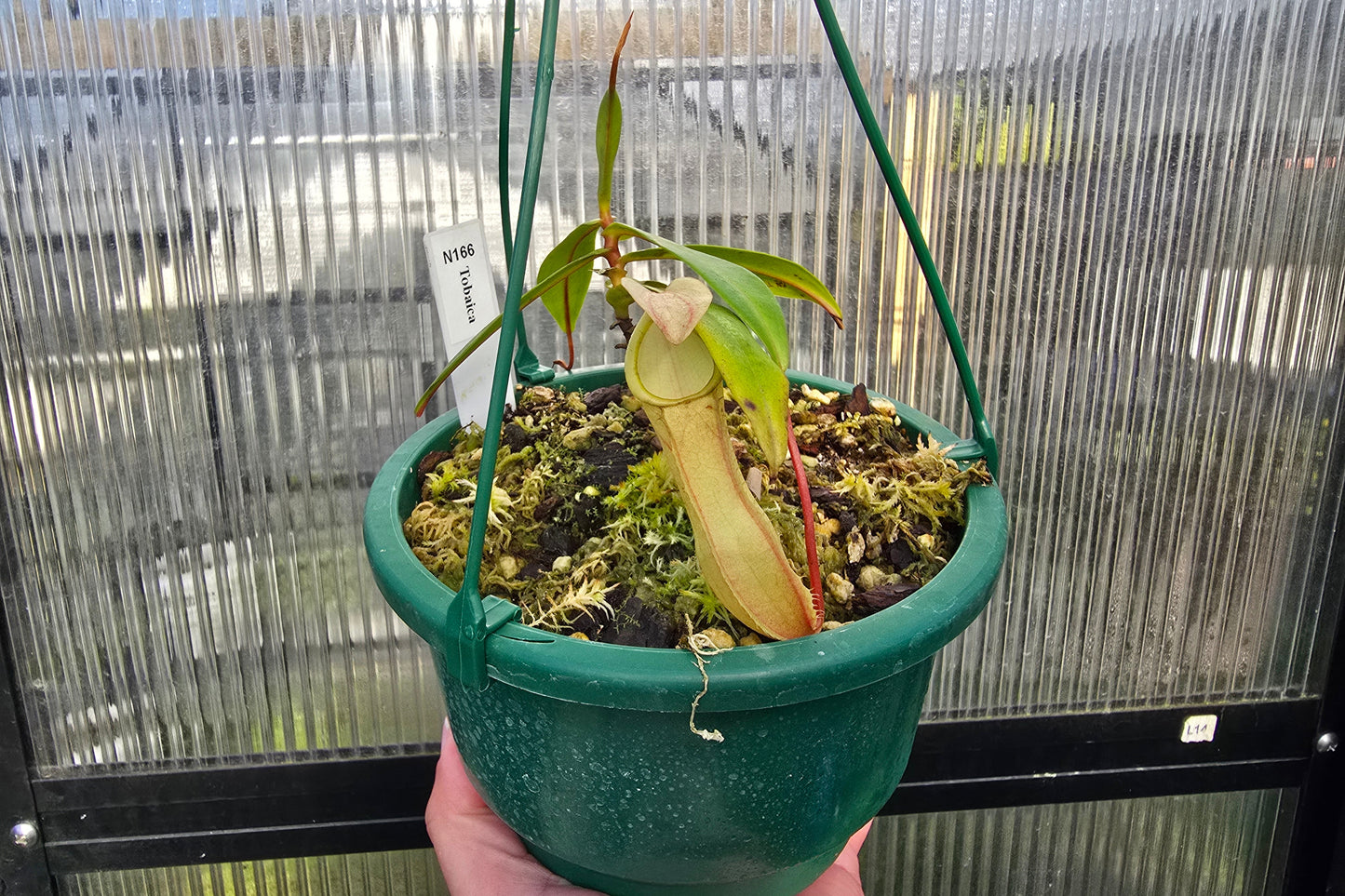 Nepenthes tobaica - Intermediate Tropical Pitcher Plant