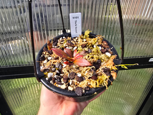 Nepenthes 'Dark Secret' - Lowland Tropical Pitcher Plant