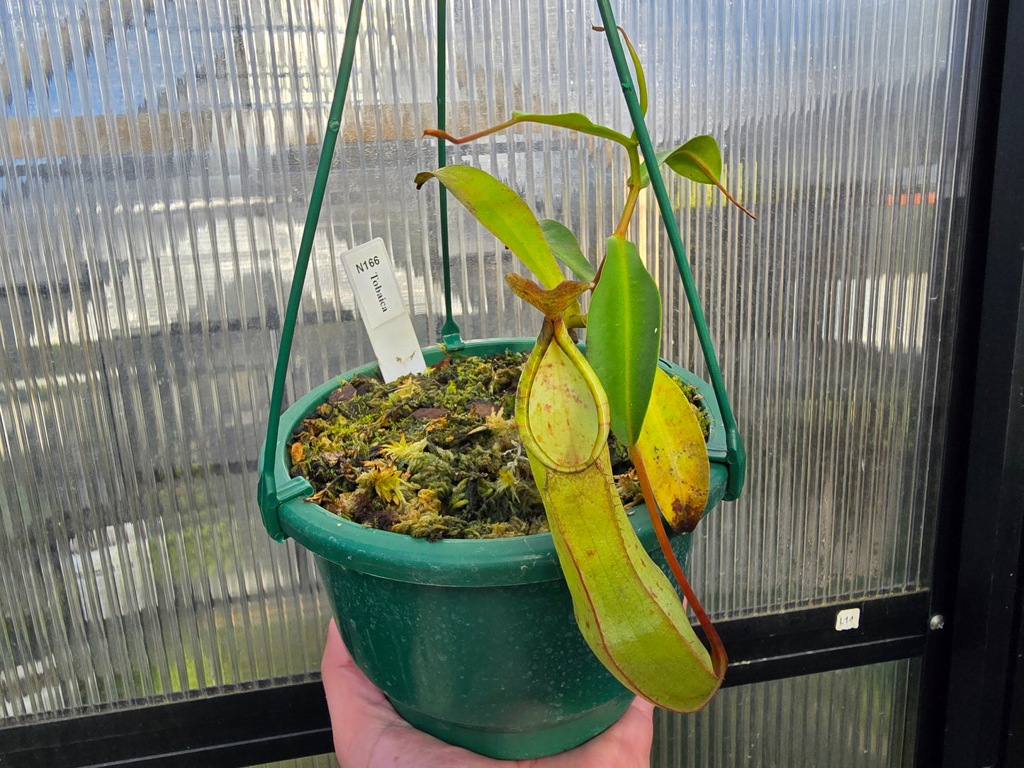 Nepenthes tobaica - Intermediate Tropical Pitcher Plant