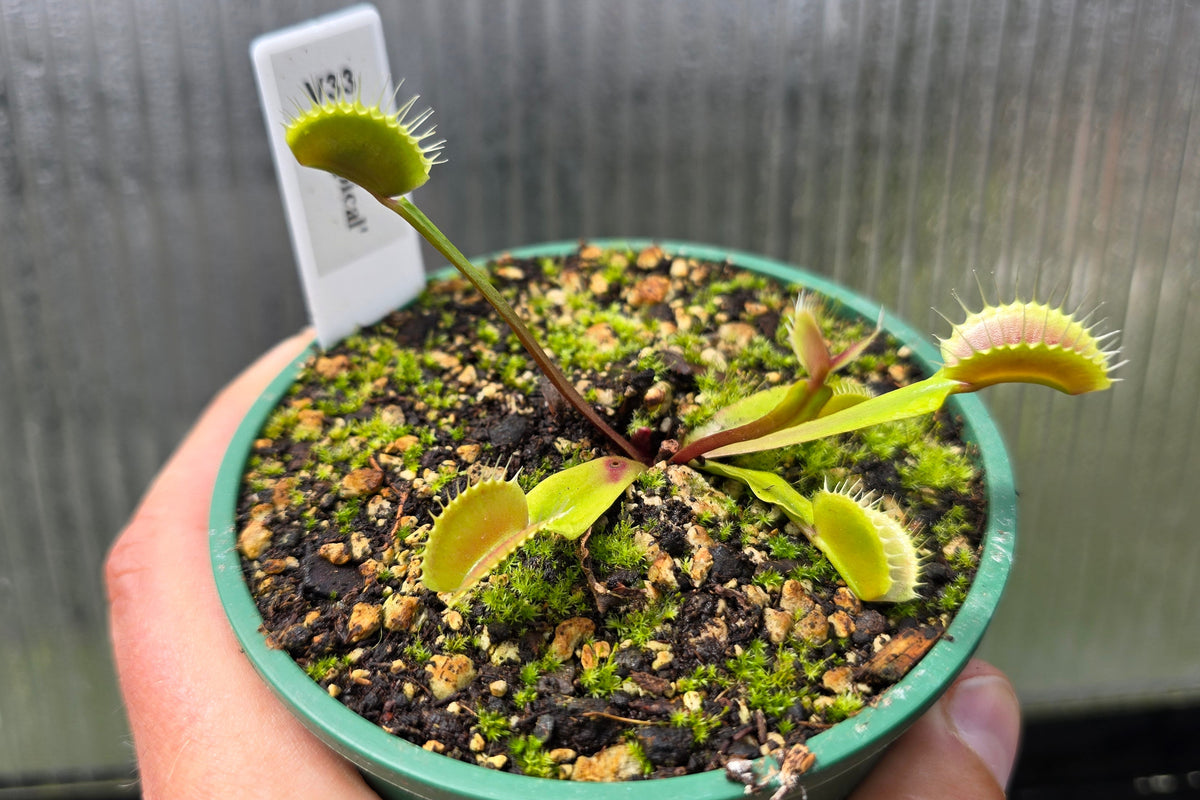 Dionaea muscipula "Our Best Typical Clone" - Venus Fly Trap