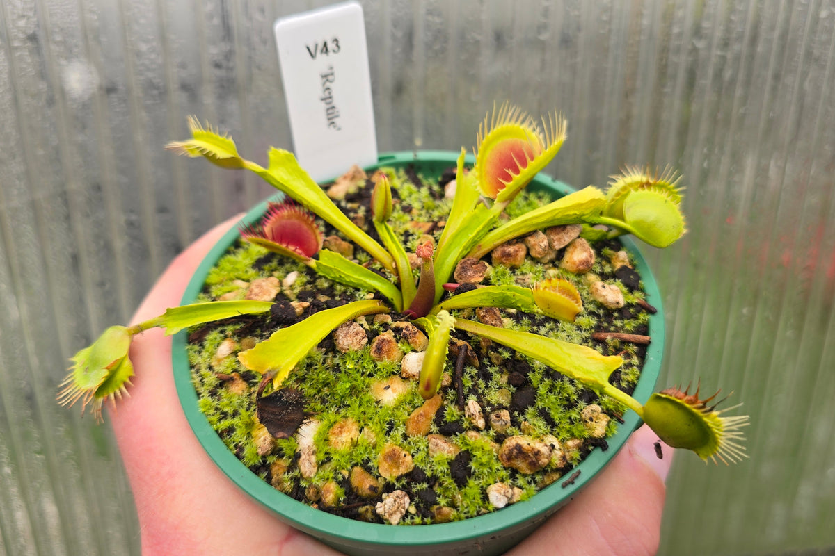 Dionaea muscipula 'Reptile' - Venus Fly Trap