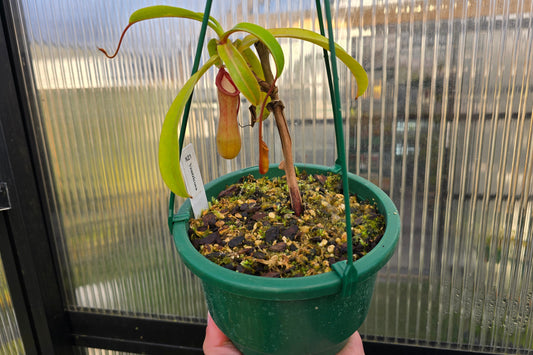 Nepenthes ventricosa - Highland Tropical Pitcher Plant