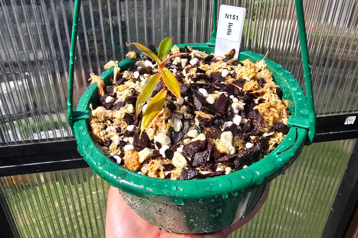 Nepenthes bellii - Lowland Tropical Pitcher Plant