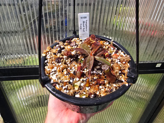 Nepenthes sanguinea 'Blood Red Form' - Intermediate Tropical Pitcher Plant