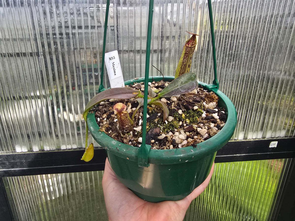 Nepenthes maxima - Intermediate Tropical Pitcher Plant