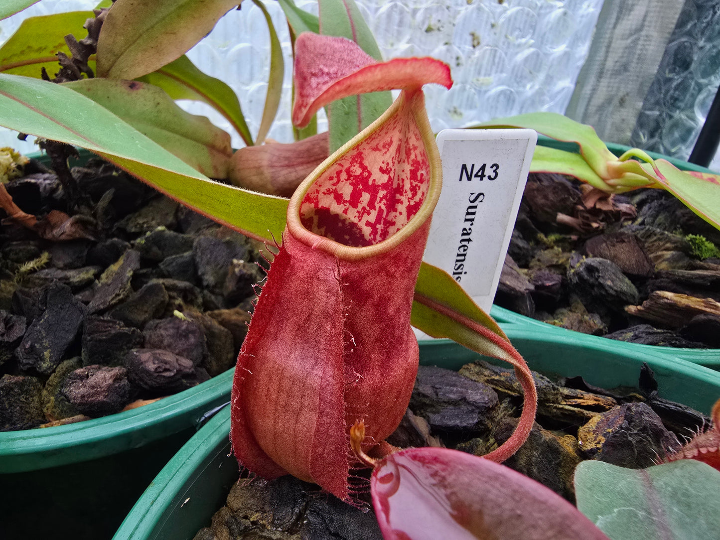 Nepenthes suratensis - Lowland Tropical Pitcher Plant