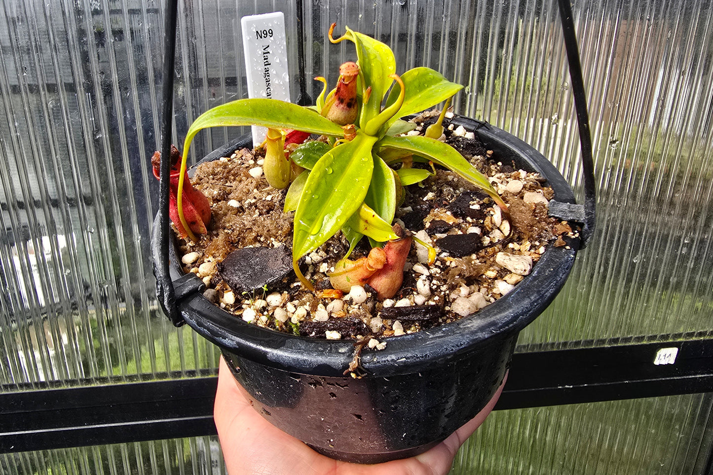 Nepenthes madagascariensis - Intermediate Tropical Pitcher Plant