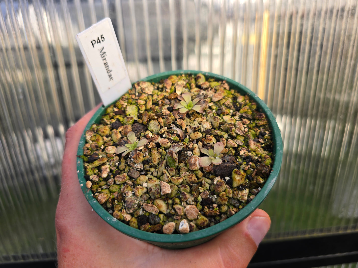 Pinguicula mirandae - Mexican Butterwort