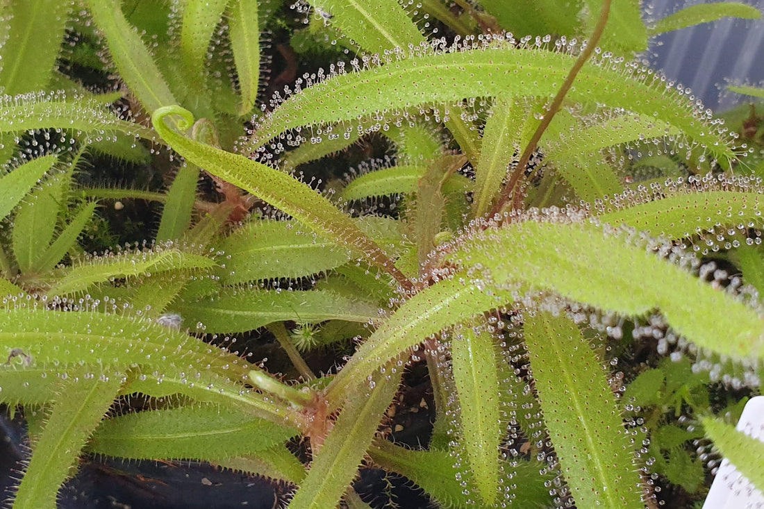 Drosera - Tropical Sundews - Growing Instructions
