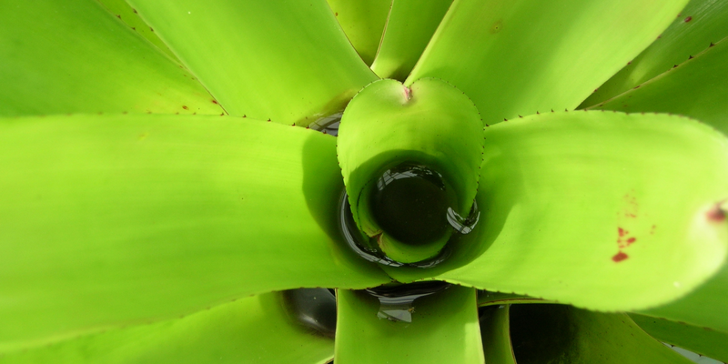 Catopsis - Carnivorous Bromeliad - Growing Instructions