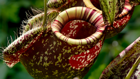 Tropical Pitcher Plants (Nepenthes) Growing Instructions