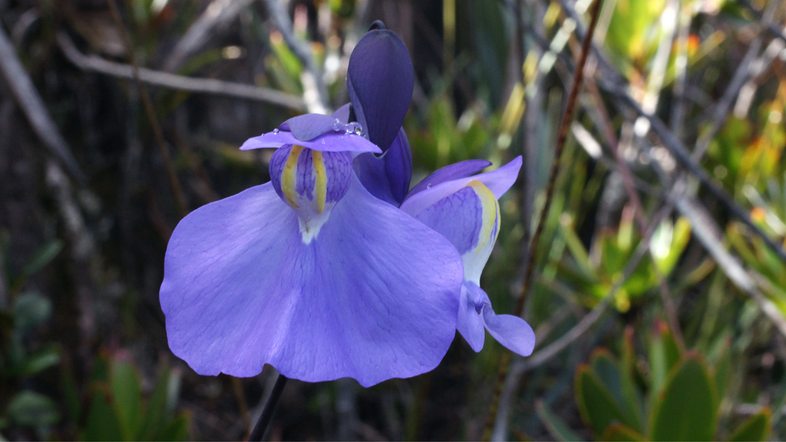 Utricularia - Tropical Bladderwort - Growing Instructions